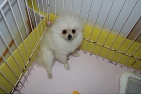 成約済の静岡県のポメラニアン-81885の2枚目